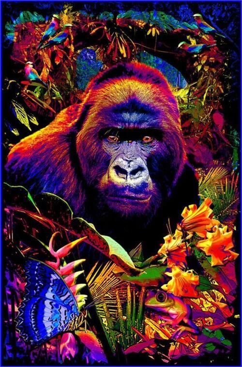 Gorilla Encounter Non-Flocked Blacklight Poster 24" x 36" image