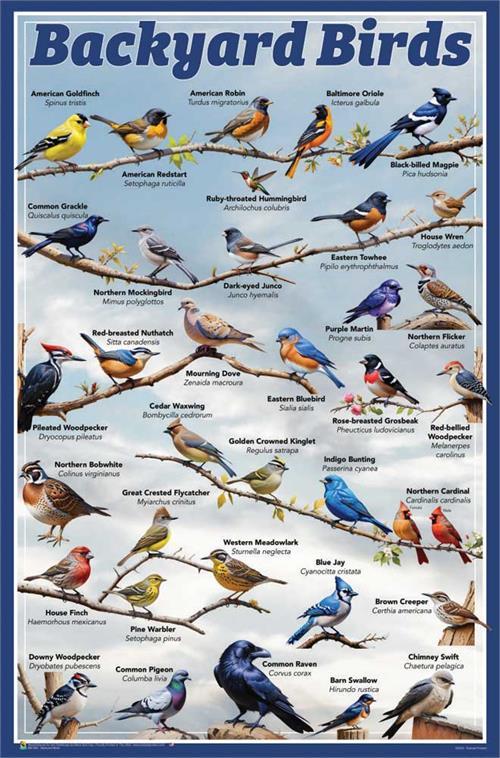 Backyard Birds Educational Poster 24" x 36" image