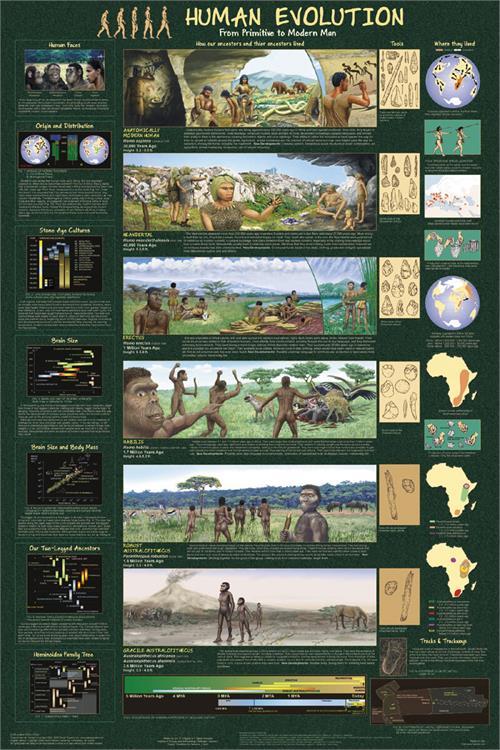 Human Evolution Educational Poster 24x36 image