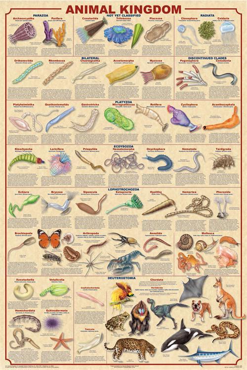 Animal Kingdom Educational Poster 24x36 image