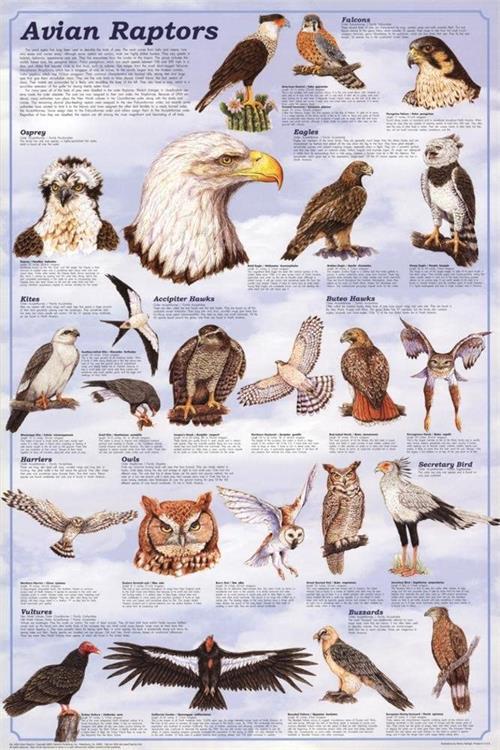 Avian Raptors Educational Poster 24x36 image