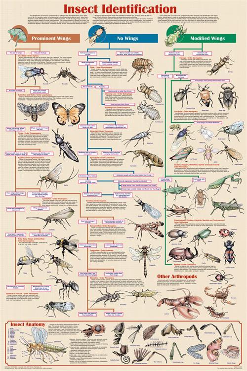 Insect Identification Educational Poster 24x36 image