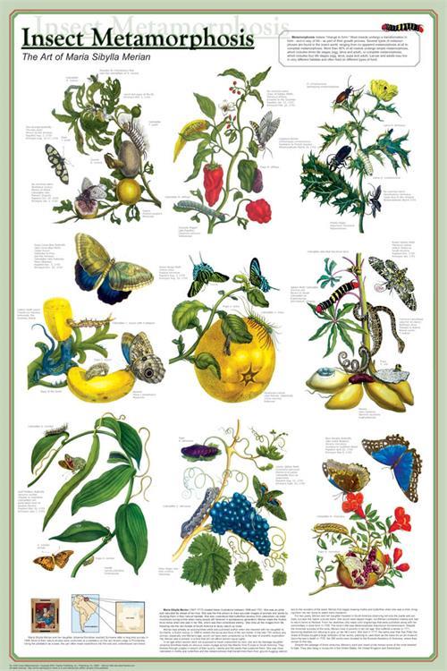 Insect Metamorphosis Educational Poster 24x36 image