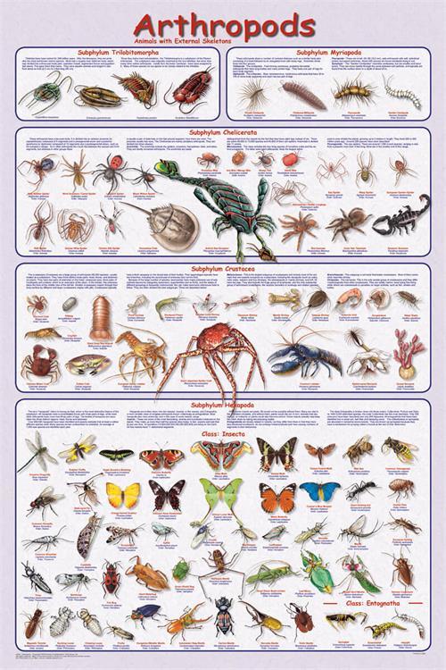 Arthropods Educational Poster 24x36 image