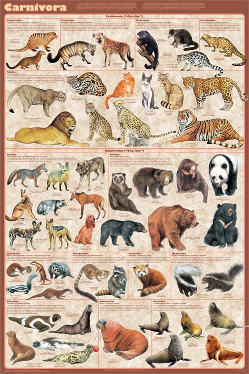 Carnivora Educational Poster 24x36
