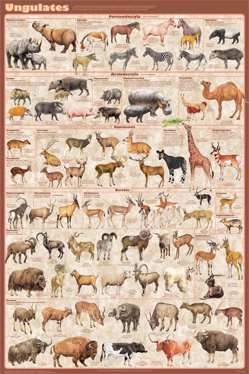 Ungulates Educational Poster 24x36 image