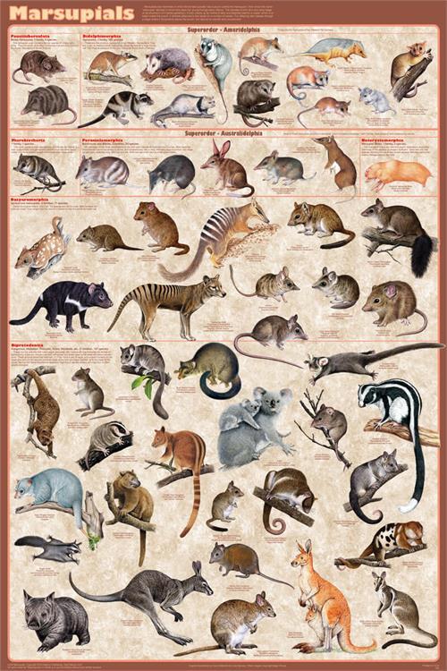 Marsupials Educational Poster 24x36 image