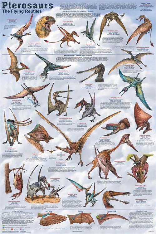 Pterosaurs Educational Poster 24x36 image