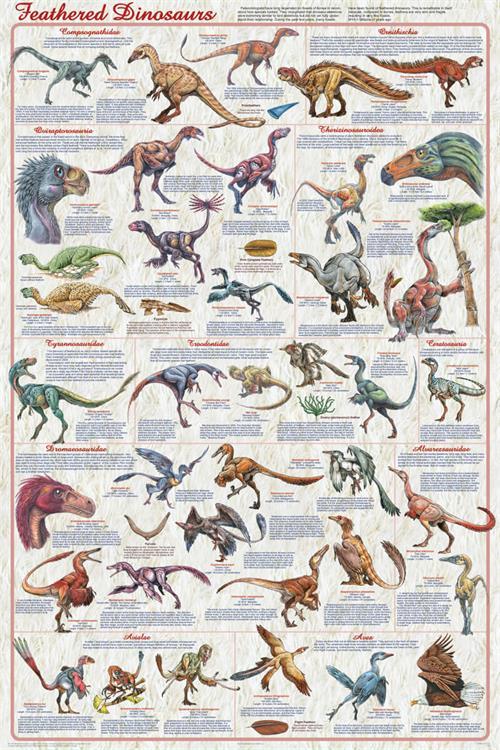 Feathered Dinosaurs 2 Educational Poster 24x36 image