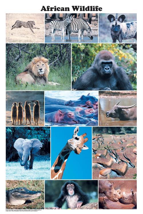African Wildlife Photographic Poster 24x36 image