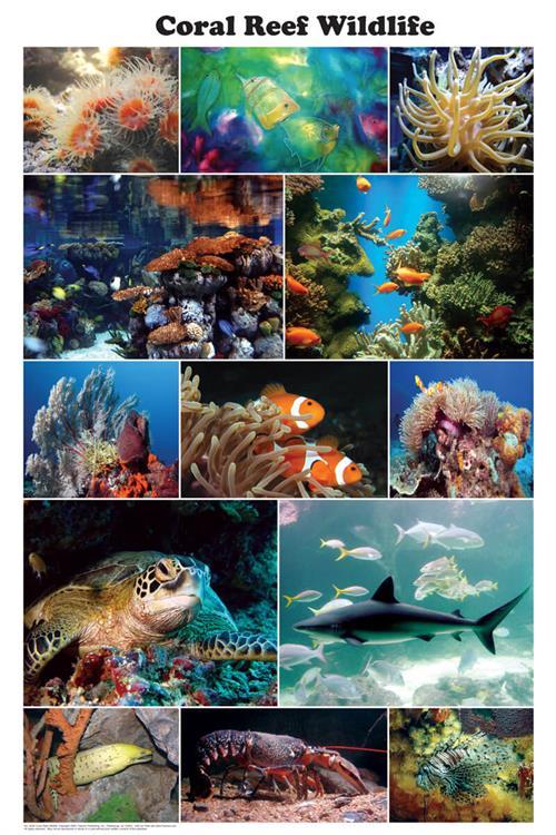 Coral Reef Wildlife Photographic Educational Poster 24x36