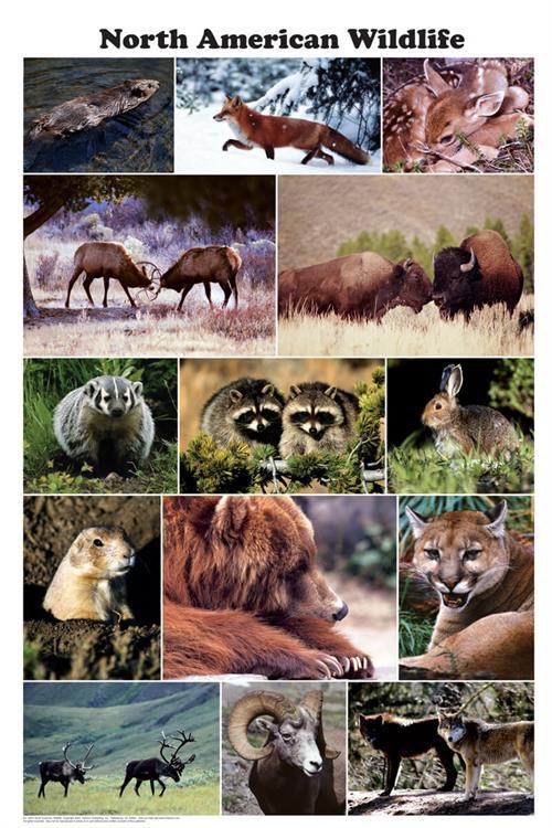 North American Wildlife Photographic Poster 24x36 image