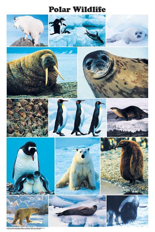 Polar Wildlife Photographic Poster 24x36 image