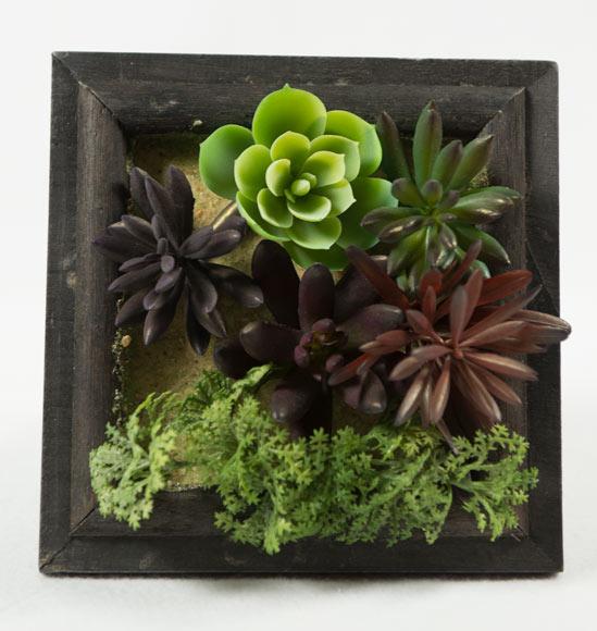 Succulent Box image
