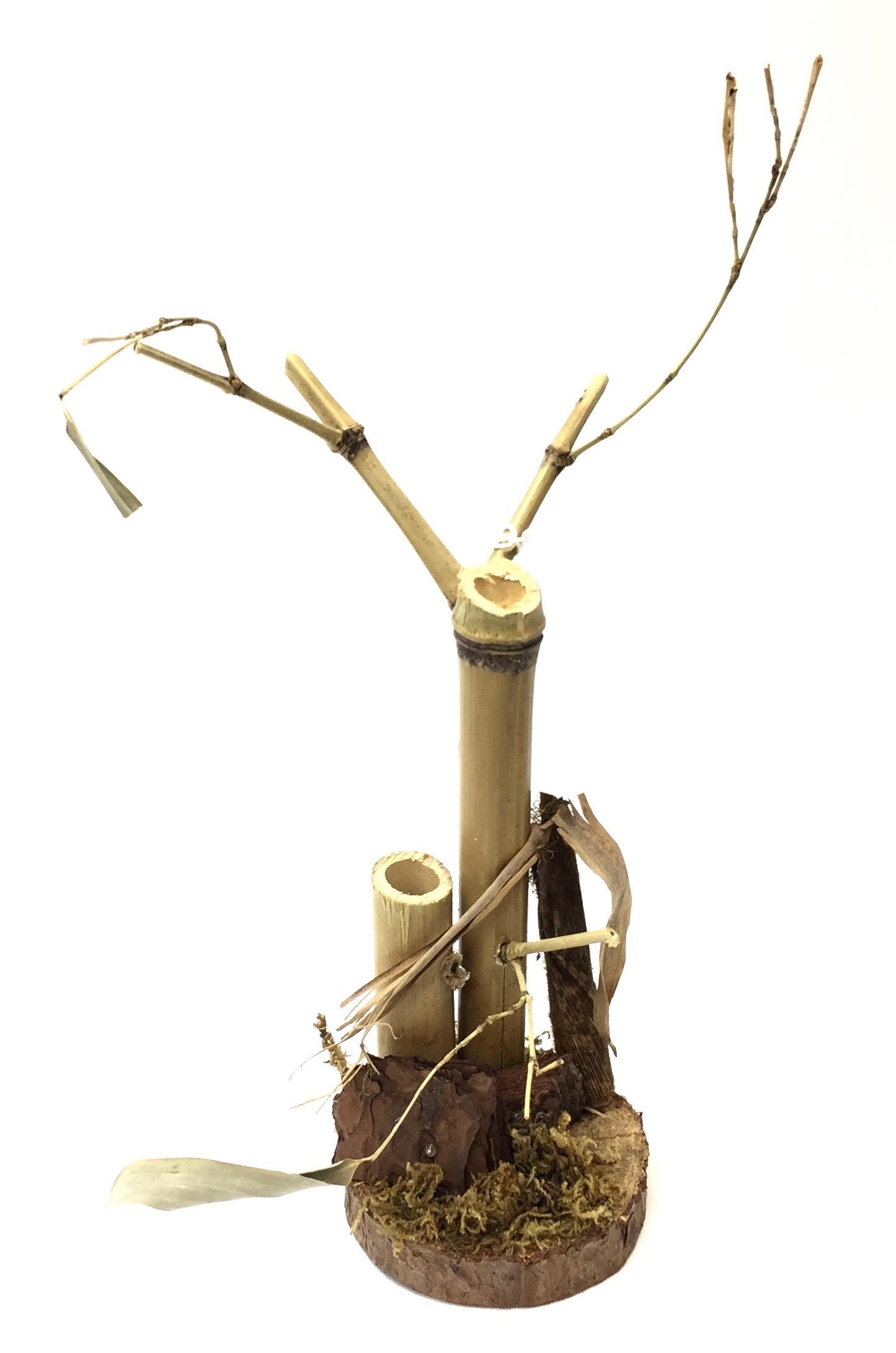 Bamboo Plant