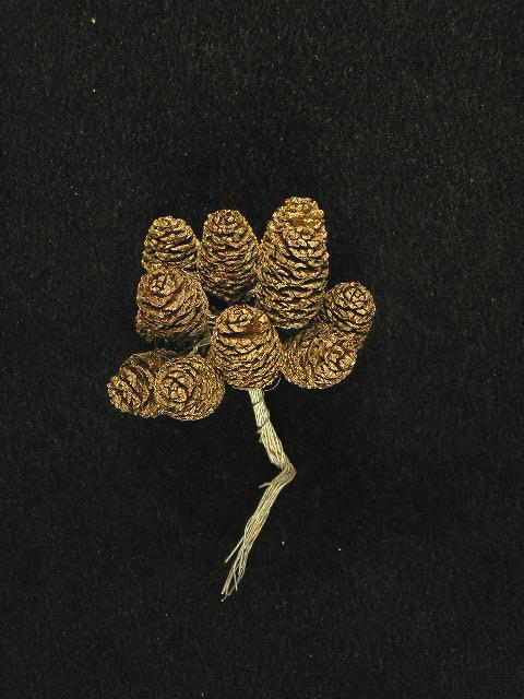 Mini Pinecone with Wire, Natural with Gold, 3/4 Inch, Christmas Decoration (lot of 12 bunches) Clearance image