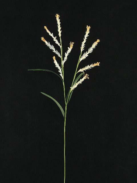 Wheat Grass Spray with 9 Blooms, Candle, Hand Wrapped Artificial Silk Flower (lot of 12 Sale Item