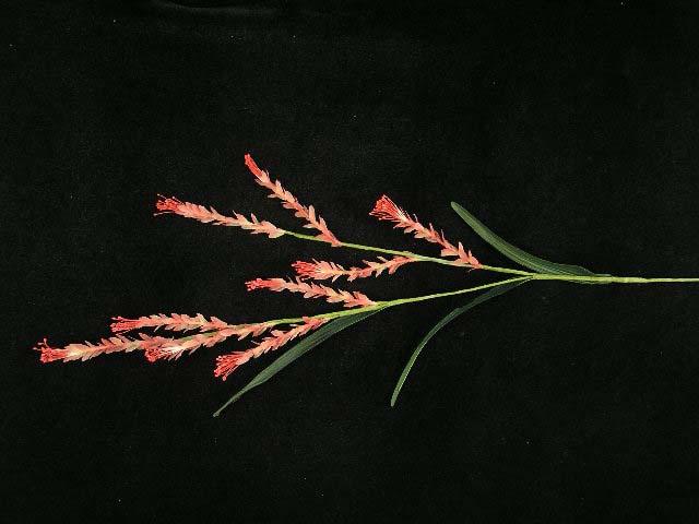 Wheat Grass Spray with 9 Blooms, Roase, Hand Wrapped Artificial Silk Flower (lot of 12) Sale Item