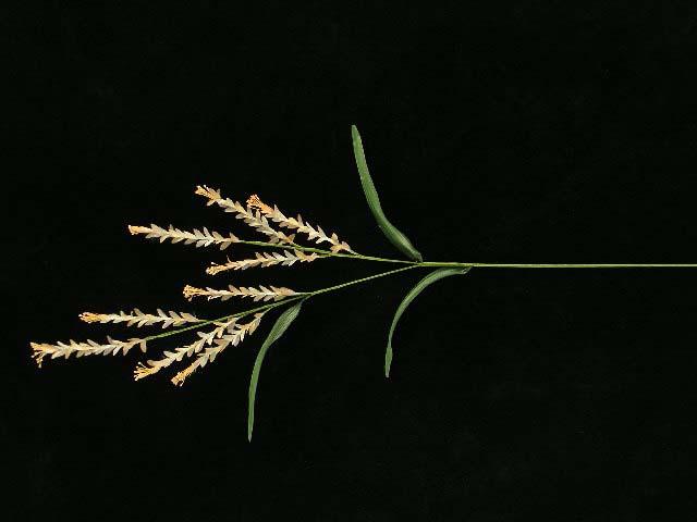 Wheat Grass Spray with 9 Blooms, Sunglow (Light Peach), Hand Wrapped Artificial Silk Flower (lot of 12) Sale Item