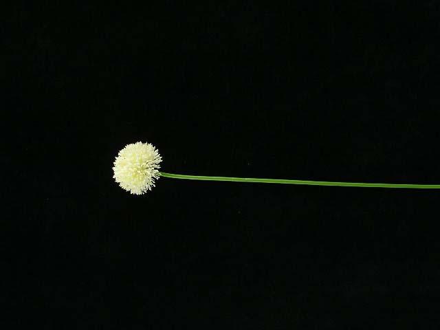 Allium Spray x1, Cream, Artificial Silk Flower (lot of 36) Clearance