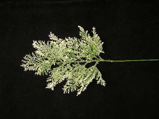 Bubbled Glittered Cedar Spray, 18 inch (lot of 12) image
