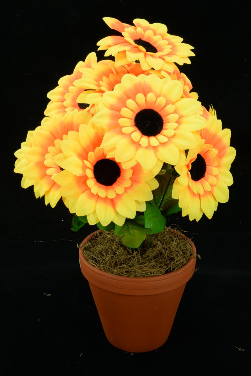 Sunflower Bush x 12 (lot of 12 bushes) SALE ITEM image