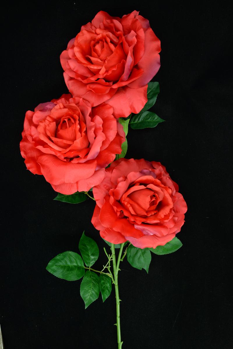 Red Open Rose Bush x3 (Lot of 12) SALE ITEM image