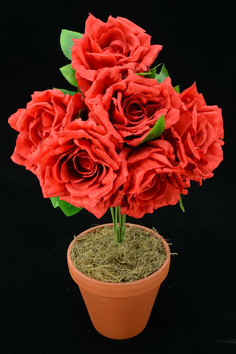 Red Open Rose Bush x6 (Lot of 12) SALE ITEM image