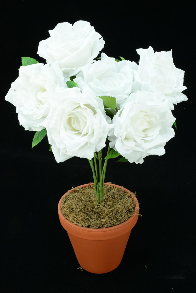White Open Rose Bush x6 (Lot of 1) SALE ITEM