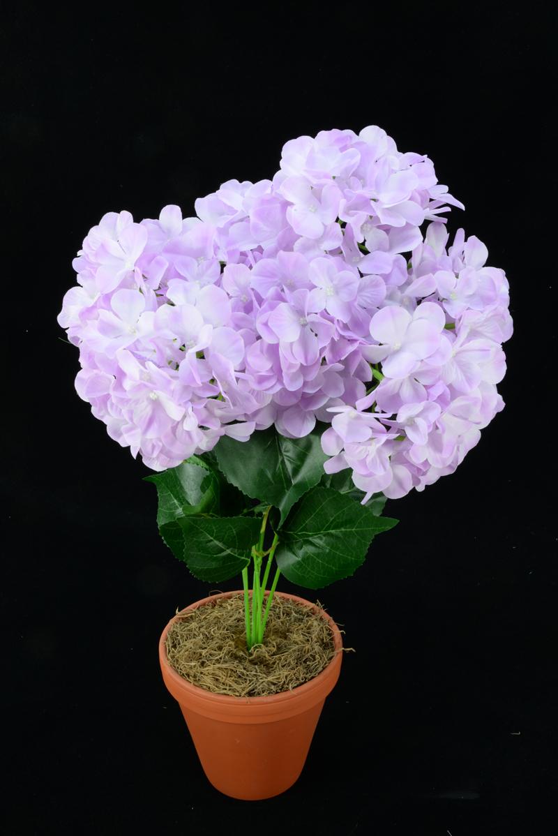 Lavender Hydrangea Bush x7 (Lot of 12) SALE ITEM image