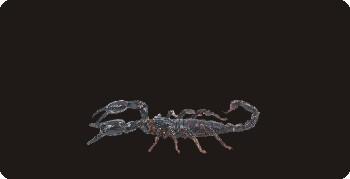 Scorpion On Black Photo License Plate image