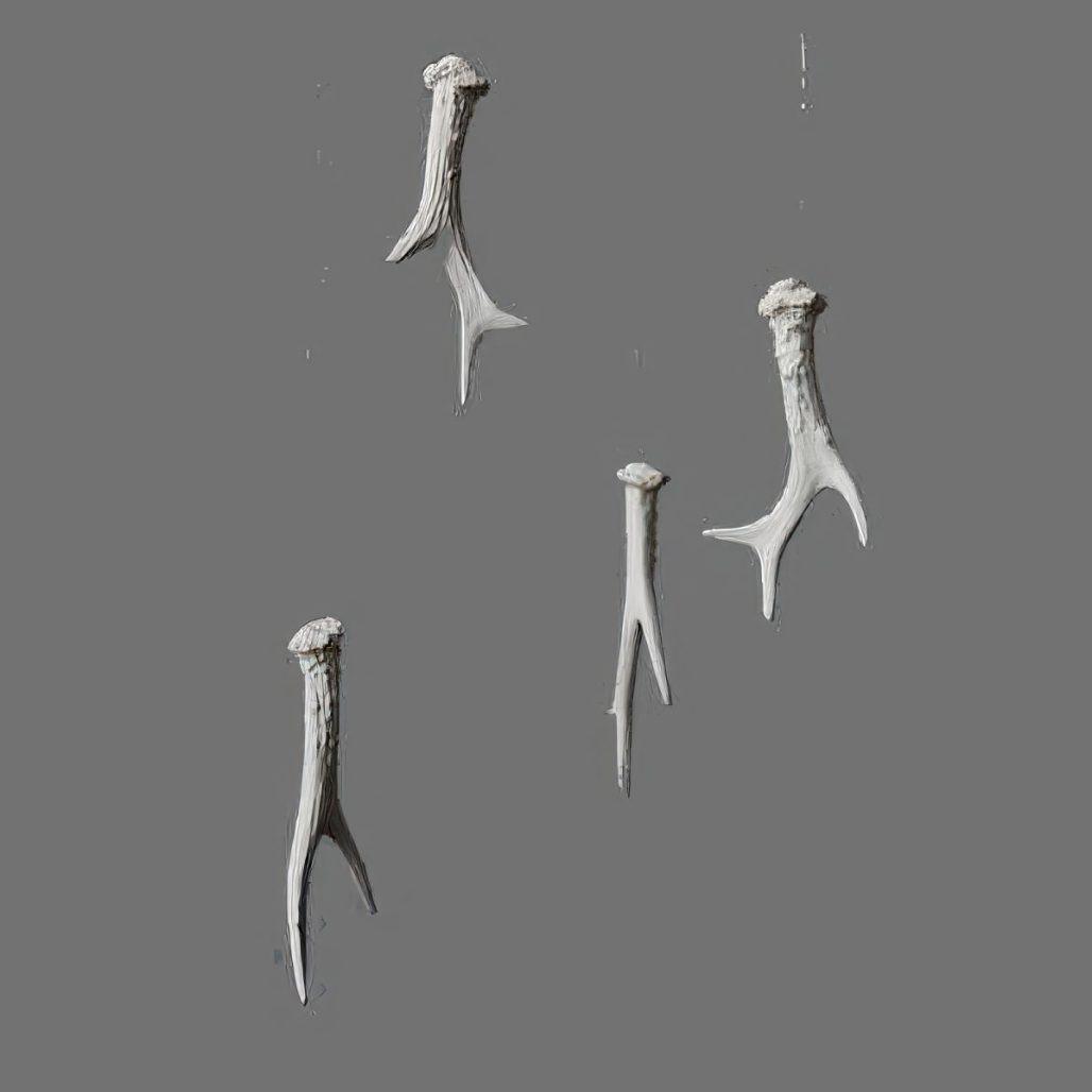 2 Point Deer Antler Sheds