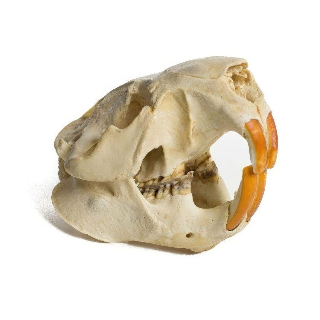 Beaver Skull