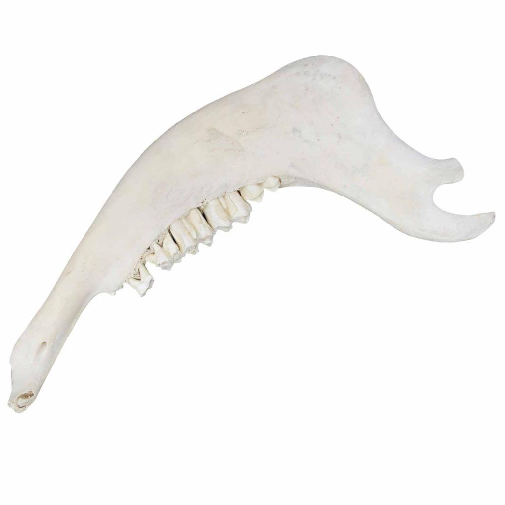 Buffalo Jaw Bone