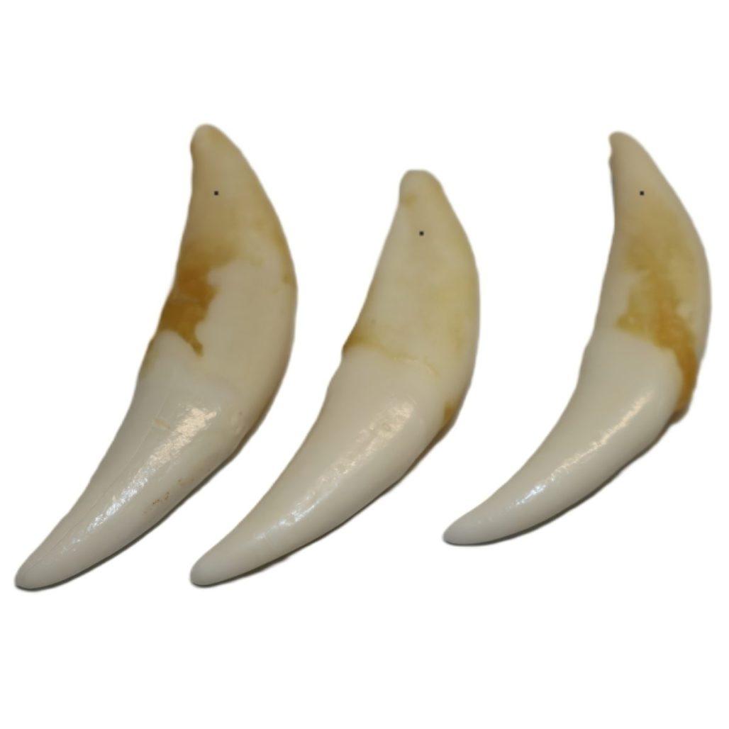 Coyote Canine Tooth
