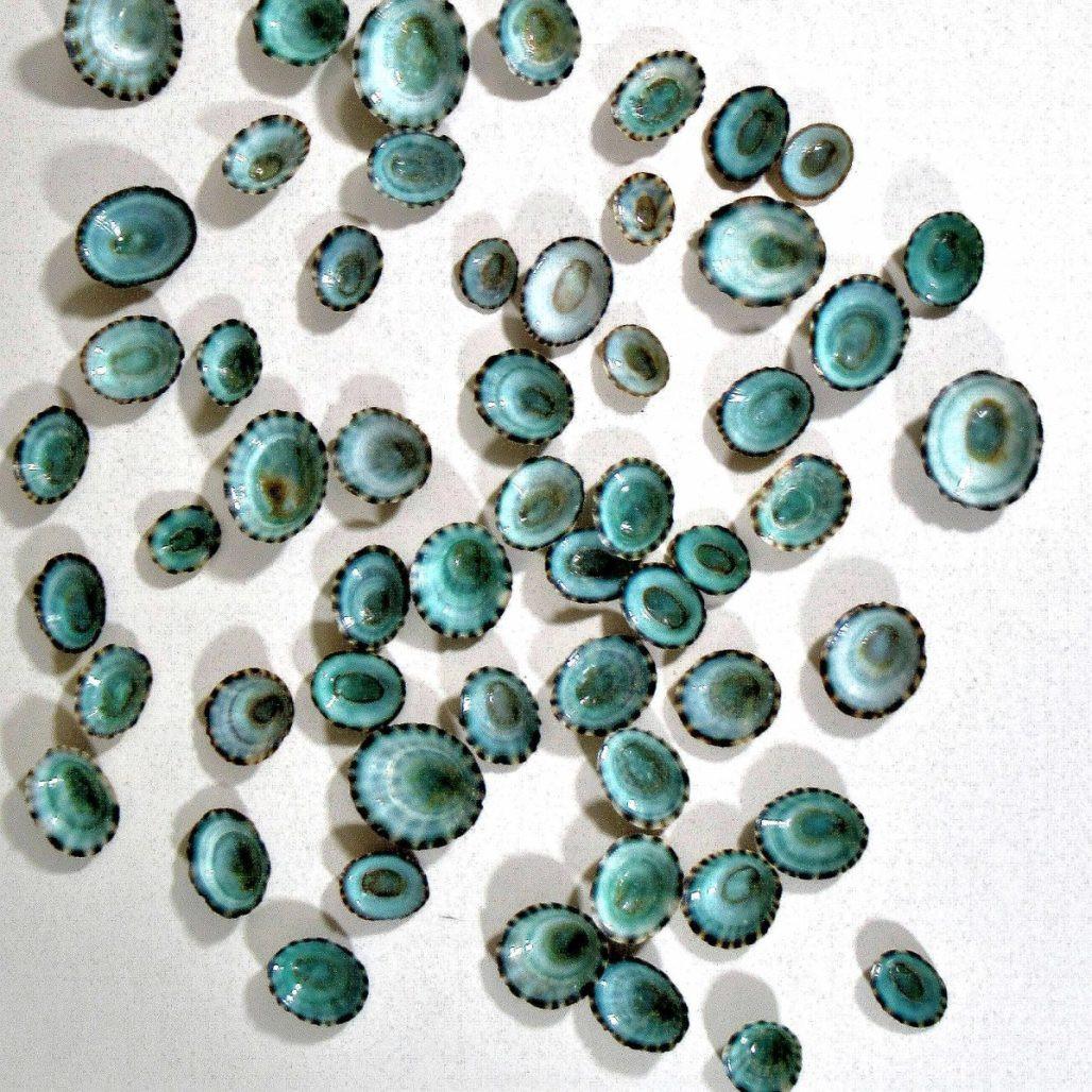 Green limpet shells, sea shell beads, Natural sea shells, earrings or pendants image