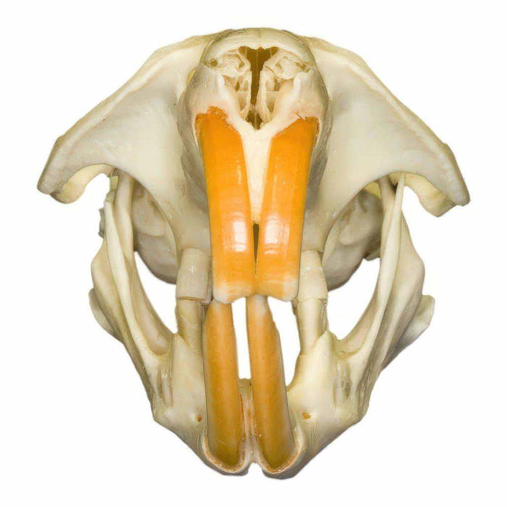 Muskrat Skull