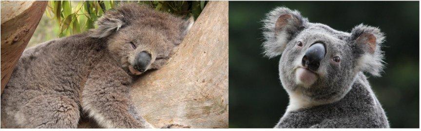 3D Picture 9629--Koala Bear