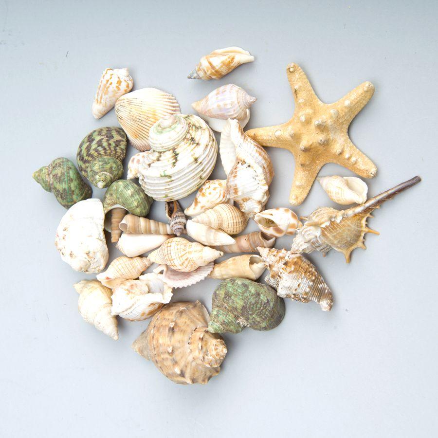 24 Wholesale Seashells Assorted image