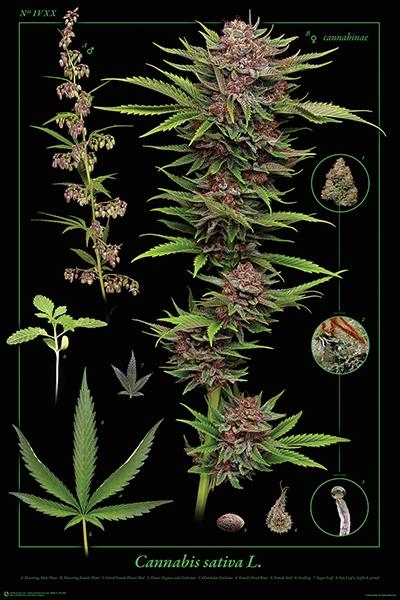 Cannabis Sativa Poster - 24" x 36" image