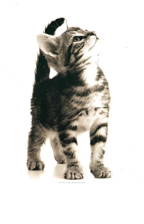 Kitten Mini Poster - 11" x 14" image