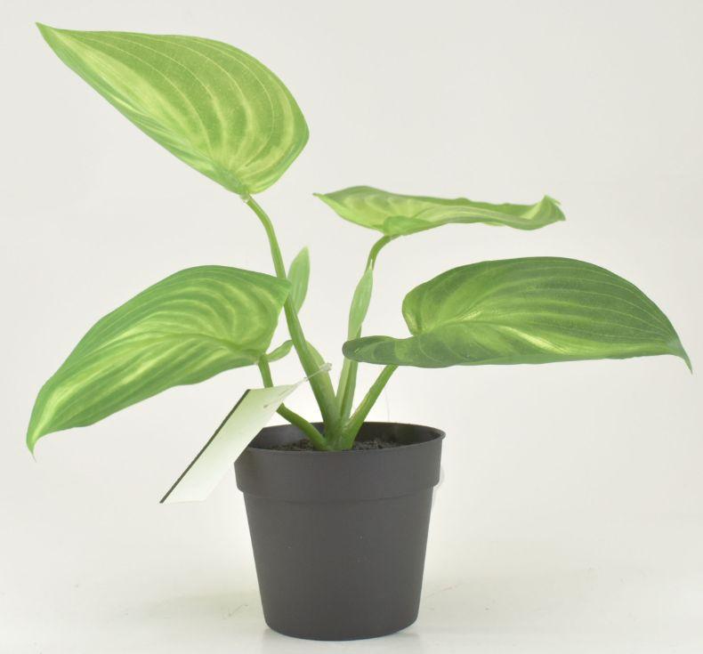 Potted Hosta image