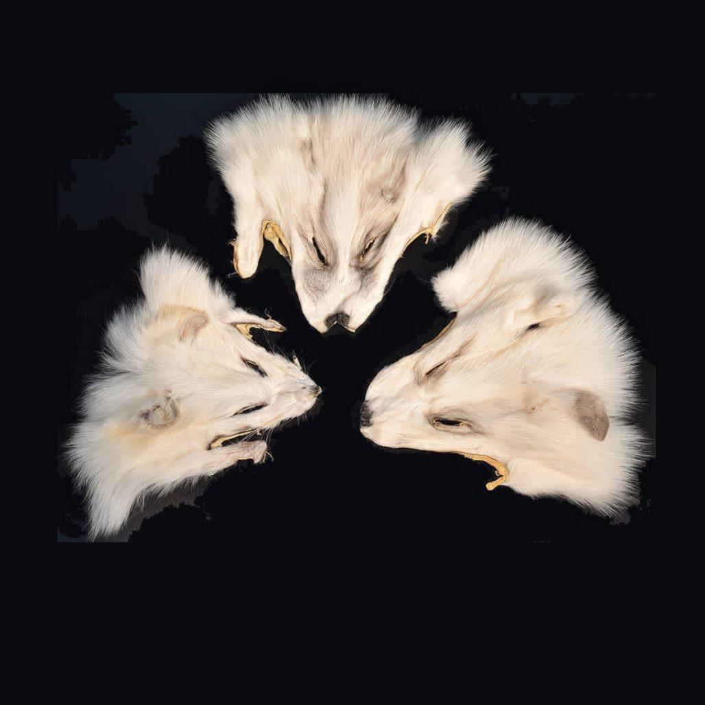 Arctic Fox Face