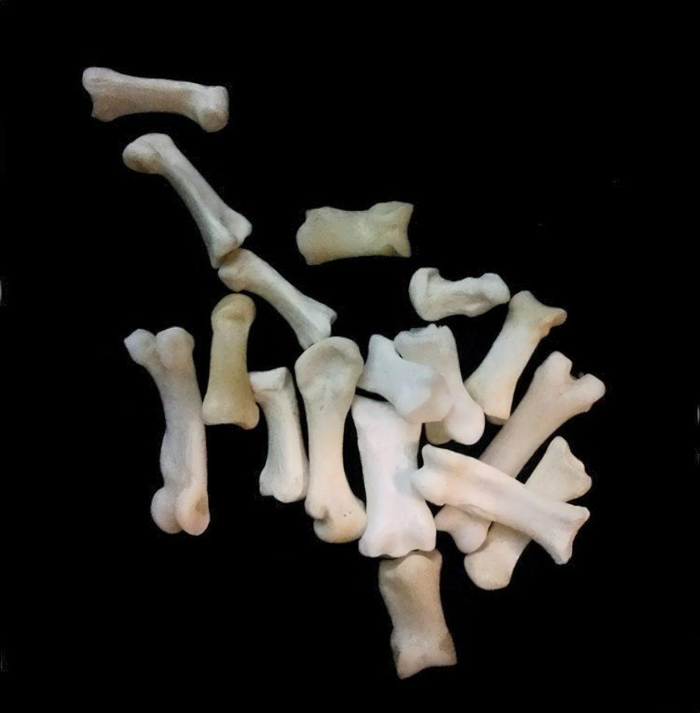 Badger Toe Knuckle Bones