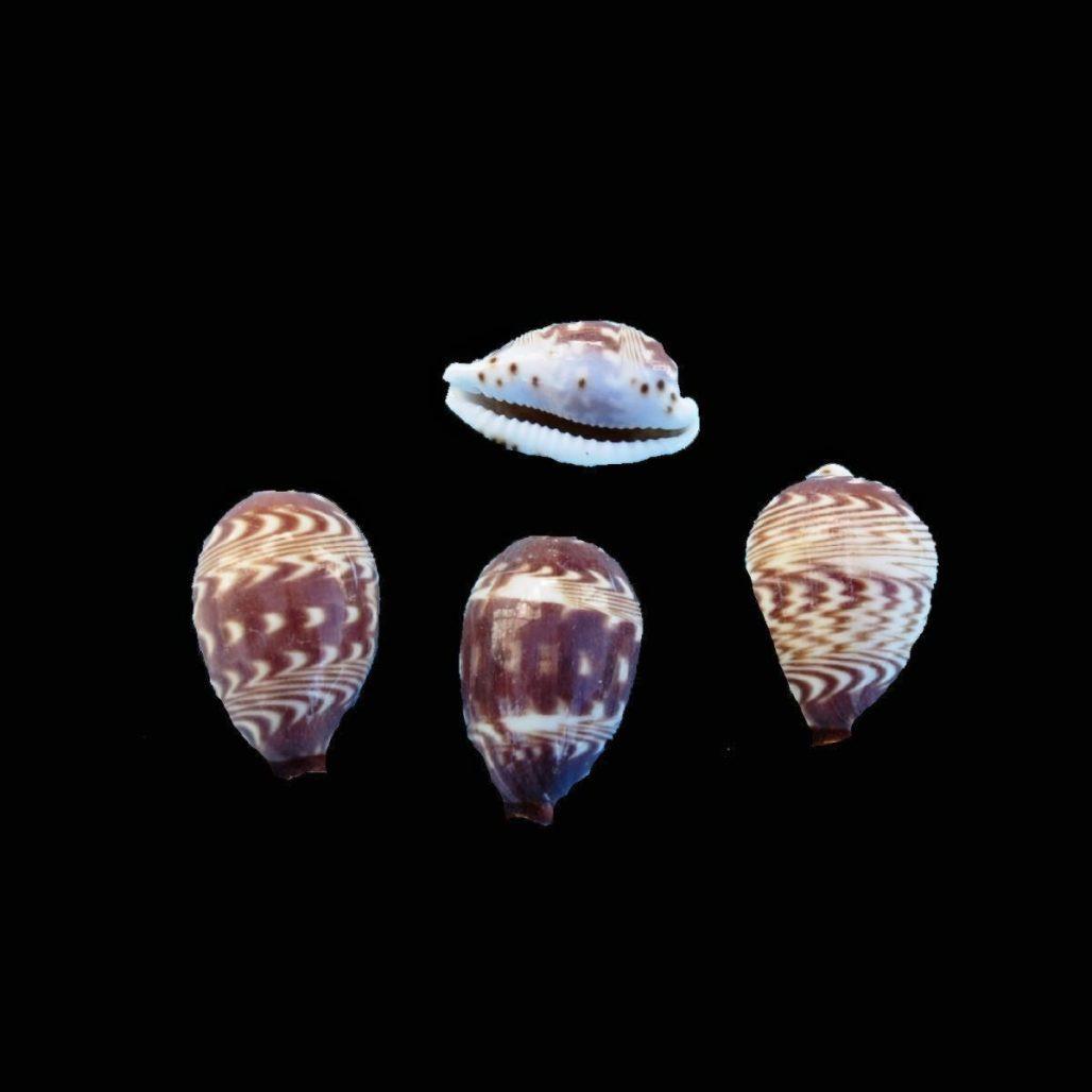 Daybreak cowrie shells, Palmadusta diluculum cowry, Natural small seashells image
