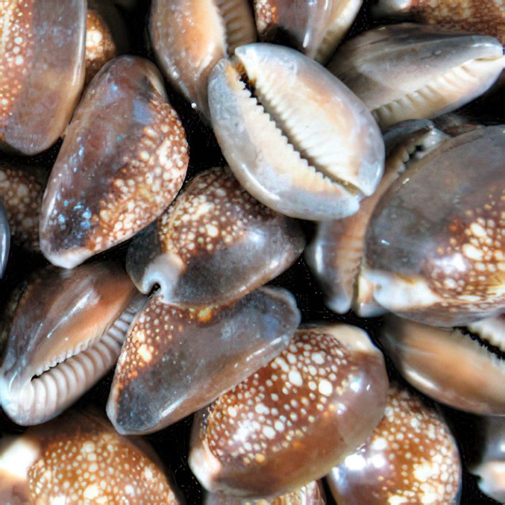 Serpent’s Head cowrie shells, Cyprae caputserpentis, snakehead image