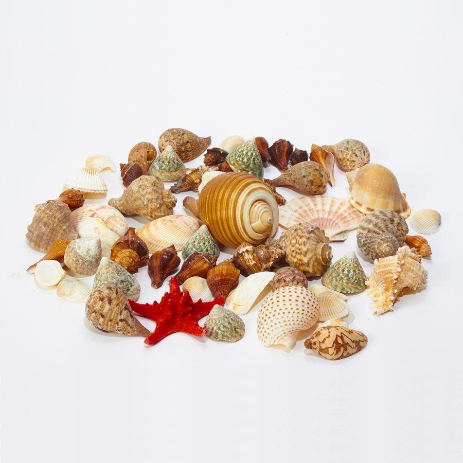 6 Wholesale Assorted Seashells image
