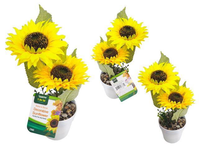 24 Wholesale Sunflower W/ Pot 3head image
