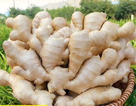 2022 New Crop High Quality Chinese