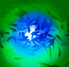 Blue/Green IRIS Light Underwater